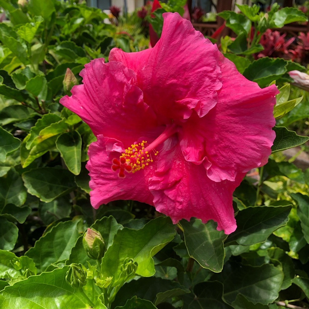 Meet your Posher, Shar